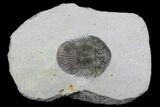 Scabriscutellum Trilobite - Morocco #98591-1